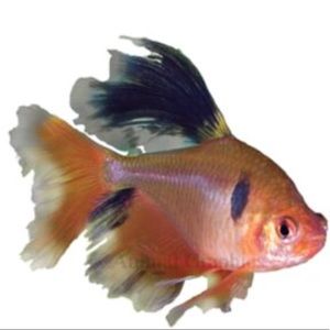 Meet your Posher, Clint